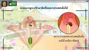 สื่อการเรียนการสอน การถ่ายละอองเรณูและการปฏิสนธิ ป.5 วิทยาศาสตร์