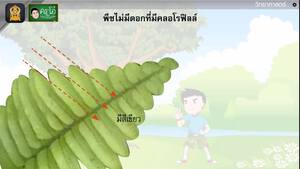 สื่อการเรียนการสอน การจำแนกพืช ป.5 วิทยาศาสตร์