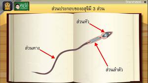 สื่อการเรียนการสอน การสืบพันธุ์แบบอาศัยเพศของสัตว์ ปฏิสนธิภายใน ป.5 วิทยาศาสตร์