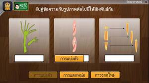 สื่อการเรียนการสอน การสืบพันธุ์แบบไม่อาศัยเพศของสัตว์ ป.5 วิทยาศาสตร์