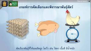 สื่อการเรียนการสอน การคัดเลือกพันธุ์และขยายพันธุ์สัตว์ ป.5 วิทยาศาสตร์